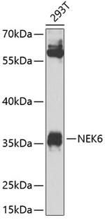 NEK6 Antibody in Western Blot (WB)