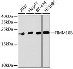 TIMM10B Antibody in Western Blot (WB)