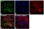 MKL1 Antibody in Immunocytochemistry (ICC/IF)