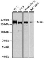 MKL1 Antibody in Western Blot (WB)