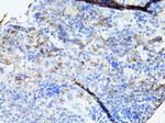 TEFM Antibody in Immunohistochemistry (Paraffin) (IHC (P))