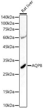 Aquaporin 8 Antibody in Western Blot (WB)