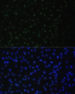 DDX50 Antibody in Immunocytochemistry (ICC/IF)