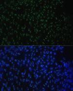 DDX50 Antibody in Immunocytochemistry (ICC/IF)