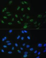 DDX50 Antibody in Immunocytochemistry (ICC/IF)