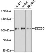 DDX50 Antibody in Western Blot (WB)