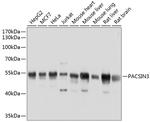 PACSIN3 Antibody in Western Blot (WB)