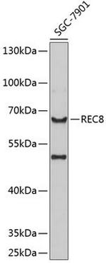 REC8 Antibody in Western Blot (WB)