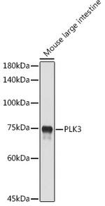 PLK3 Antibody in Western Blot (WB)