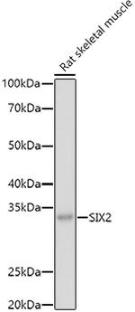 SIX2 Antibody in Western Blot (WB)