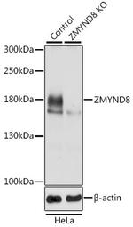 ZMYND8 Antibody