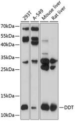 DDT Antibody in Western Blot (WB)