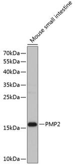 FABP8 Antibody in Western Blot (WB)