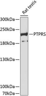 PTPRS Antibody in Western Blot (WB)