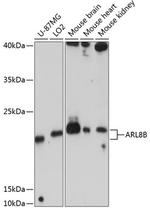 ARL8B Antibody in Western Blot (WB)