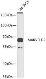 MARVELD2 Antibody in Western Blot (WB)