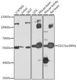 SIRP alpha Antibody in Western Blot (WB)