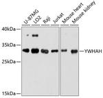 14-3-3 eta Antibody in Western Blot (WB)