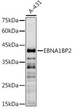 EBNA1BP2 Antibody in Western Blot (WB)