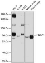 LINGO1 Antibody in Western Blot (WB)