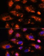 OAS3 Antibody in Immunocytochemistry (ICC/IF)