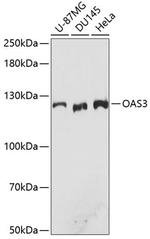 OAS3 Antibody in Western Blot (WB)