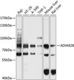 ADAM28 Antibody in Western Blot (WB)