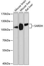 SARDH Antibody in Western Blot (WB)