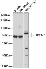 Ubiquilin 2 Antibody in Western Blot (WB)