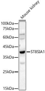 ST8SIA1 Antibody in Western Blot (WB)