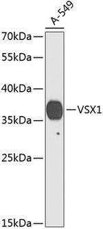 VSX1 Antibody in Western Blot (WB)