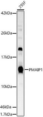 NOXA Antibody in Western Blot (WB)