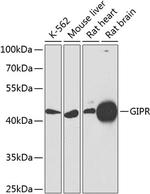 GIPR Antibody in Western Blot (WB)