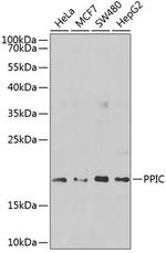 Cyclophilin C Antibody in Western Blot (WB)