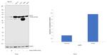 GLUT2 Antibody in Western Blot (WB)