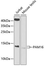 PAM16 Antibody in Western Blot (WB)