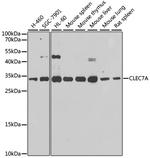 Dectin-1 Antibody in Western Blot (WB)