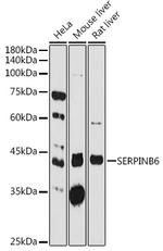 SERPINB6 Antibody in Western Blot (WB)