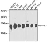 PSMB3 Antibody in Western Blot (WB)