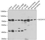 SLC2A13 Antibody in Western Blot (WB)