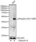 Phospho-Chk1 (Ser280) Antibody in Western Blot (WB)