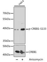 Phospho-CREB (Ser133) Antibody in Western Blot (WB)