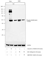 Phospho-GSK3B (Ser9) Antibody in Western Blot (WB)