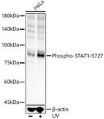 Phospho-STAT1 (Ser727) Antibody in Western Blot (WB)