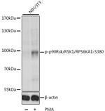 Phospho-RSK1 (Ser380) Antibody in Western Blot (WB)