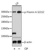 Phospho-Filamin A (Ser2152) Antibody in Western Blot (WB)