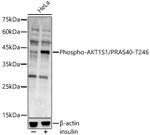 Phospho-PRAS40 (Thr246) Antibody in Western Blot (WB)