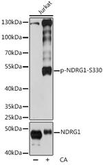 Phospho-NDRG1 (Ser330) Antibody in Western Blot (WB)