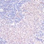 Phospho-SRF (Ser103) Antibody in Immunohistochemistry (Paraffin) (IHC (P))