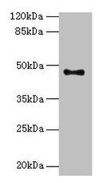 AADACL2 Antibody in Western Blot (WB)